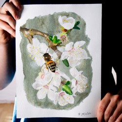 Biene auf Kirschblüte