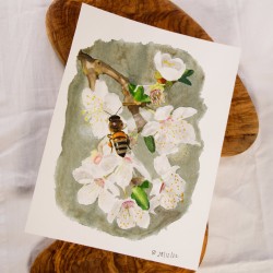 Bee on Cherry Blossom