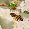 Bee on Cherry Blossom