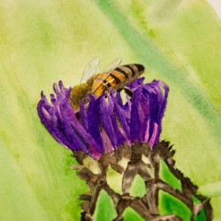 Biene in Kornblume