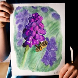 Biene auf Traubenhyazinthe