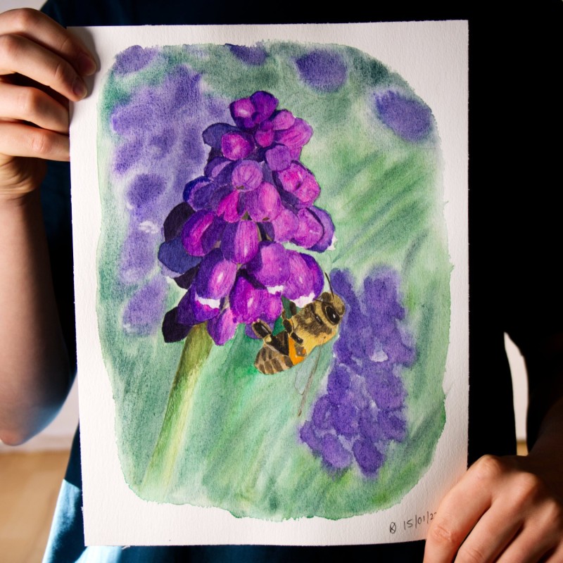 Biene auf Traubenhyazinthe