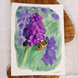 Biene auf Traubenhyazinthe