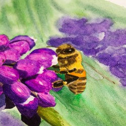 Biene auf Traubenhyazinthe