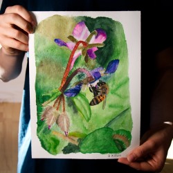 Abeille sur la Bourrache