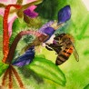 Abeille sur la Bourrache