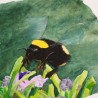 Hummel auf Rosmarin