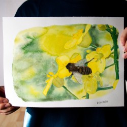 Biene auf Raps