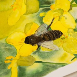 Abeille sur le Colza
