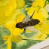 Abeille sur le Colza