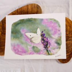 Schmetterling auf Lavendel