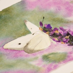 Schmetterling auf Lavendel