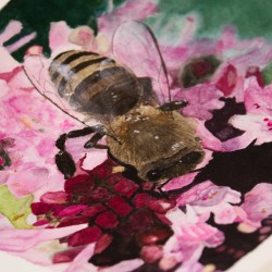 Biene auf Oregano