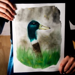 Aufmerksame Ente