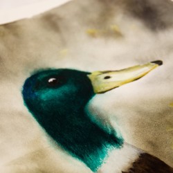 Attentive Duck