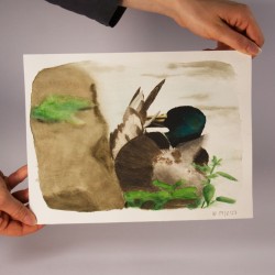 Canard Lissant
