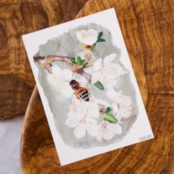 Abeille sur la Fleur de cerisier - Carte Postale
