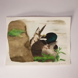 Canard Lissant