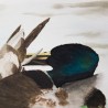 Preening Duck