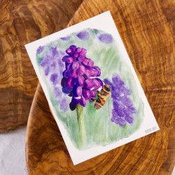 Biene auf Traubenhyazinthe - Postkarte
