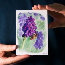Biene auf Traubenhyazinthe - Postkarte