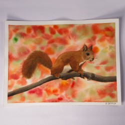 Eichhörnchen