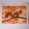 Eichhörnchen