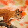 Eichhörnchen
