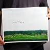 fliegende Gänseschar