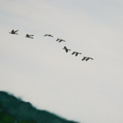 fliegende Gänseschar