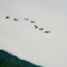 fliegende Gänseschar