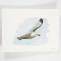 fliegende Möwe