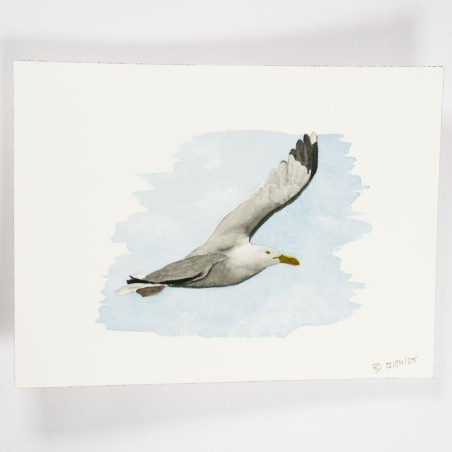 fliegende Möwe