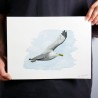 fliegende Möwe