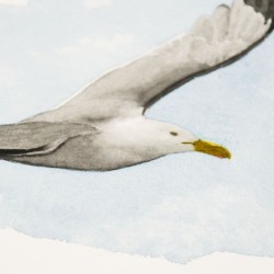 fliegende Möwe