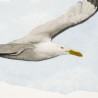 fliegende Möwe