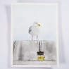 Möwe 1