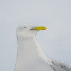 Möwe 2