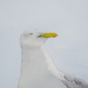 Möwe 2