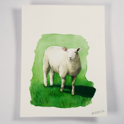 Sheep 1