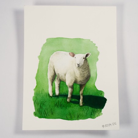 Sheep 1