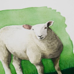 Sheep 1