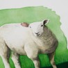 Sheep 1