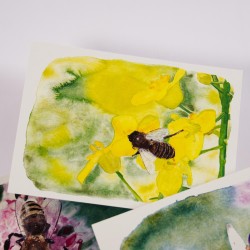 Insektenset 2 - Postkarten