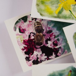 Insektenset 2 - Postkarten