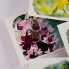 Insect Set 2 - Postcards