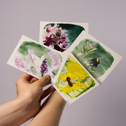 Insektenset 2 - Postkarten