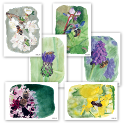 Honeybee set - postcards