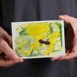 Bee on Rapeseed - Postcard