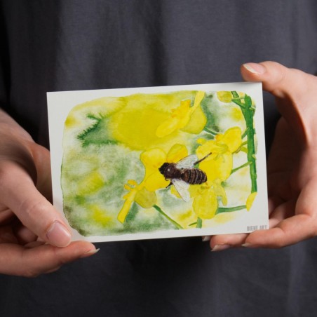 Biene auf Raps - Postkarte